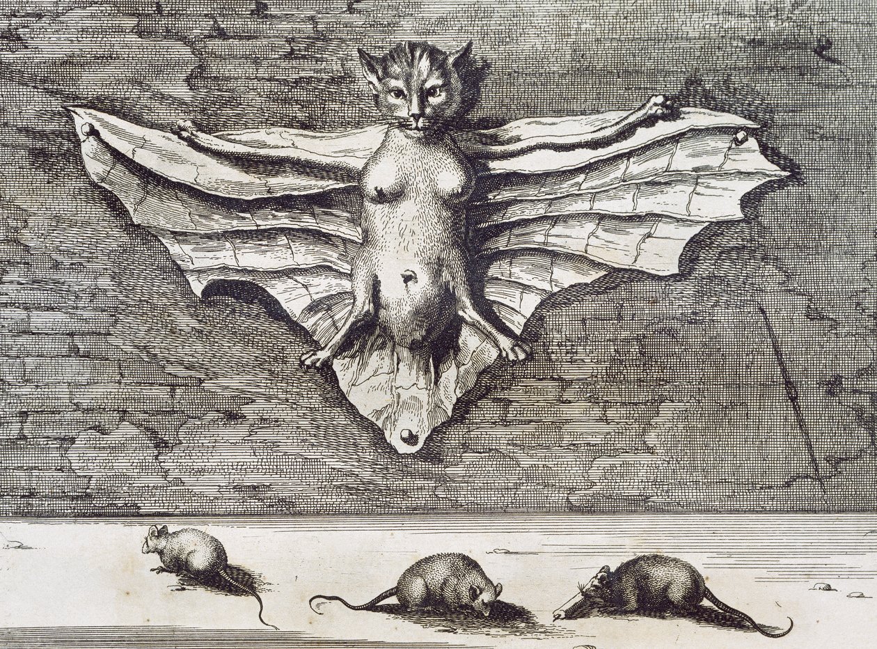 Cattus volans, 1667 von Athanasius Kircher