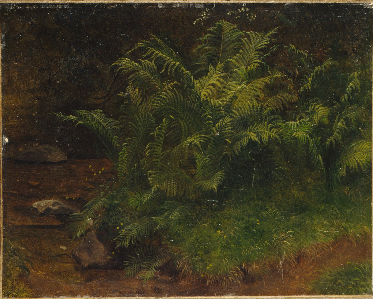 Studie eines Farns von August Cappelen