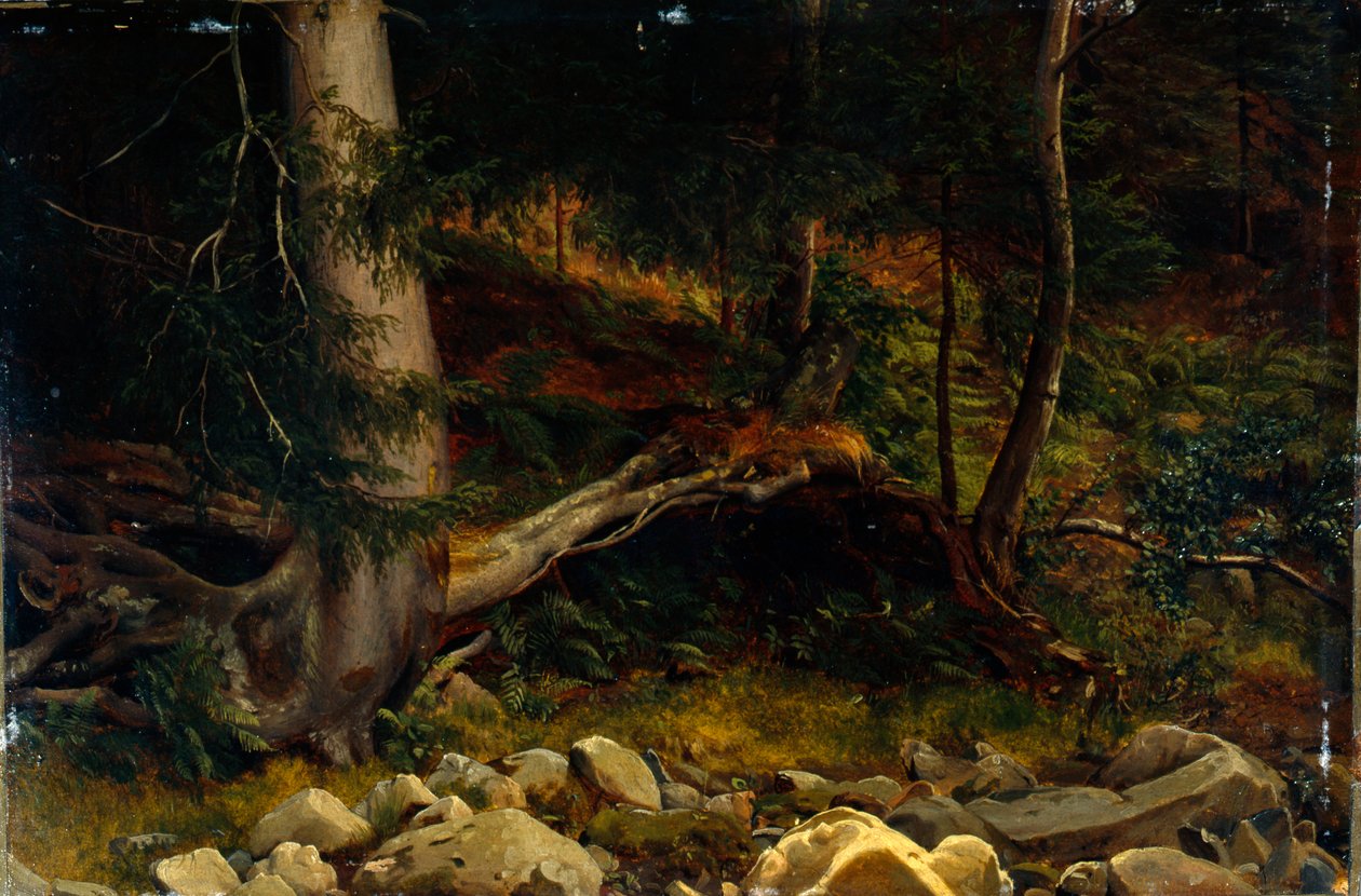 Studie des Waldbodens von August Cappelen