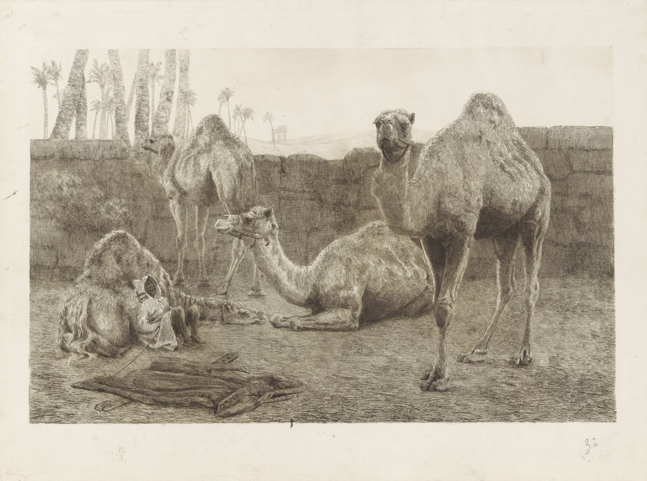 Kamele von August Le Gras