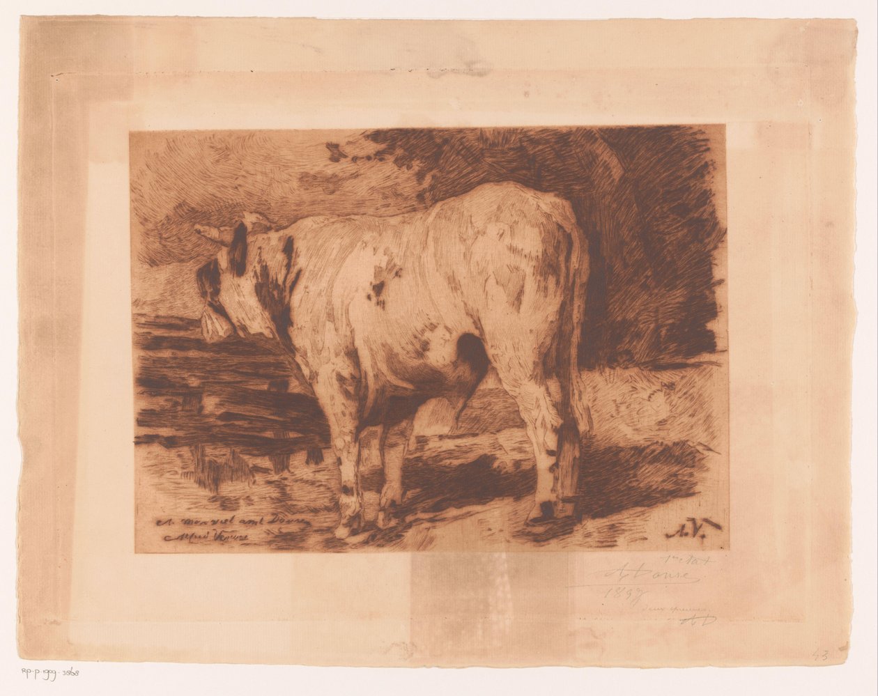 Stier auf der Weide von Auguste Danse (signed by artist)