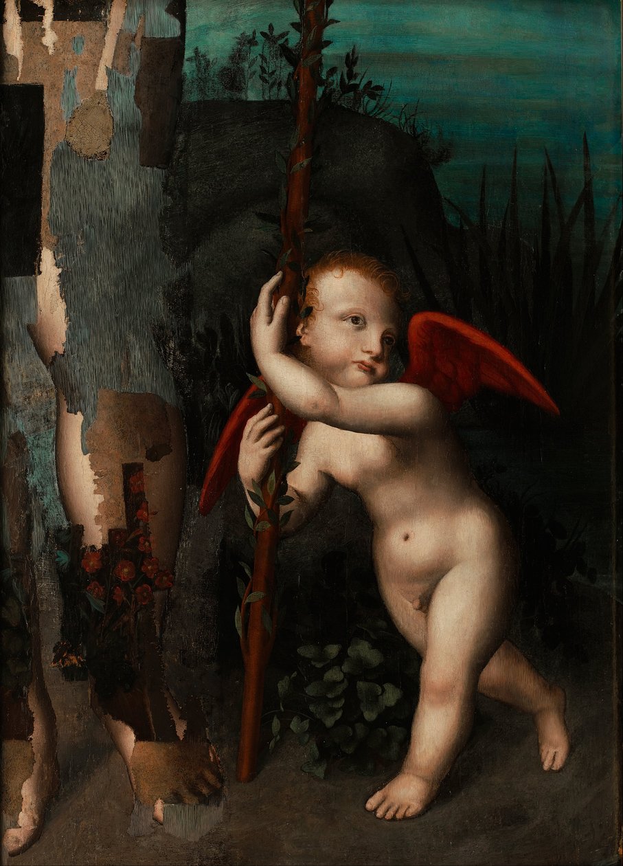 Amor mit einer Myrte von Aurelio Luini