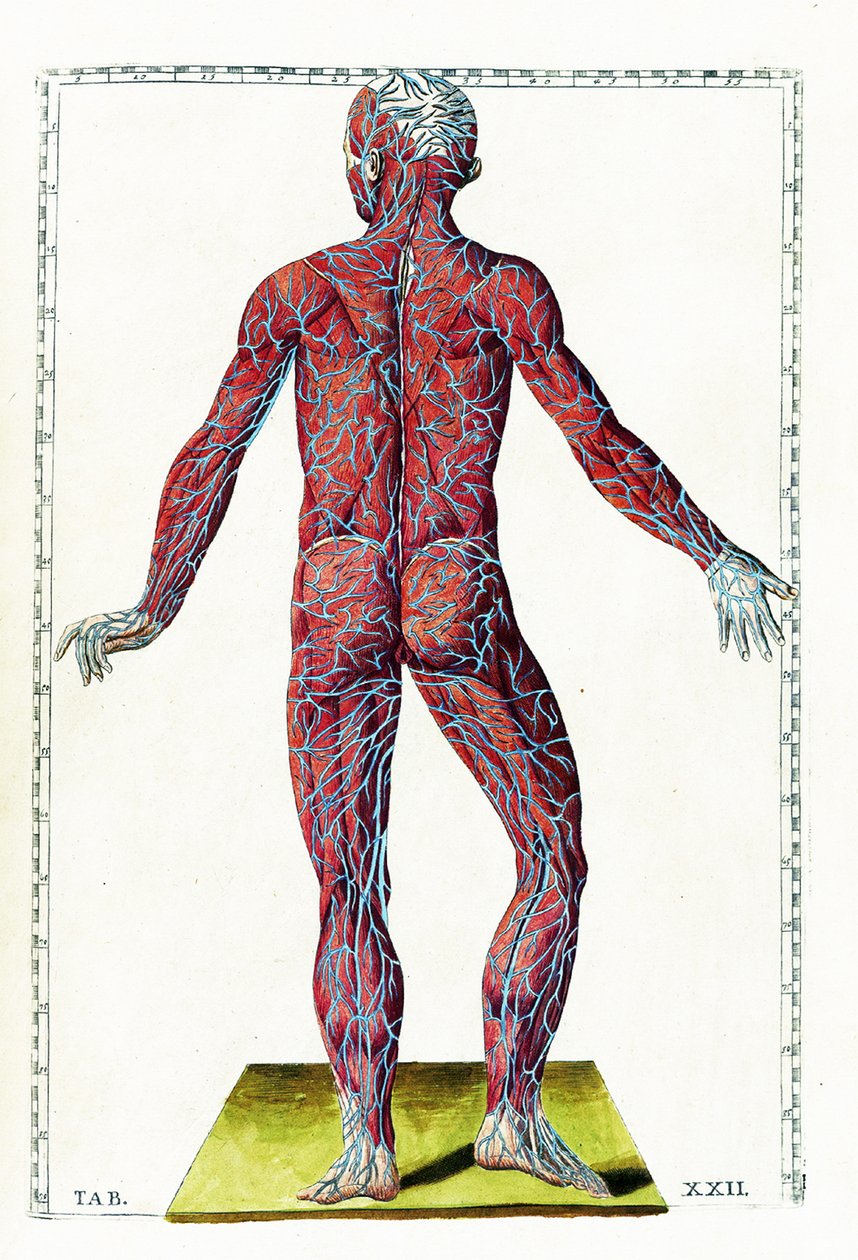 Tabulae anatomicae von Bartolomeo Eustachi