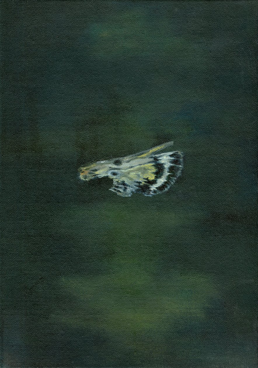 Mottenflügel, 2014 von Bella Larsson