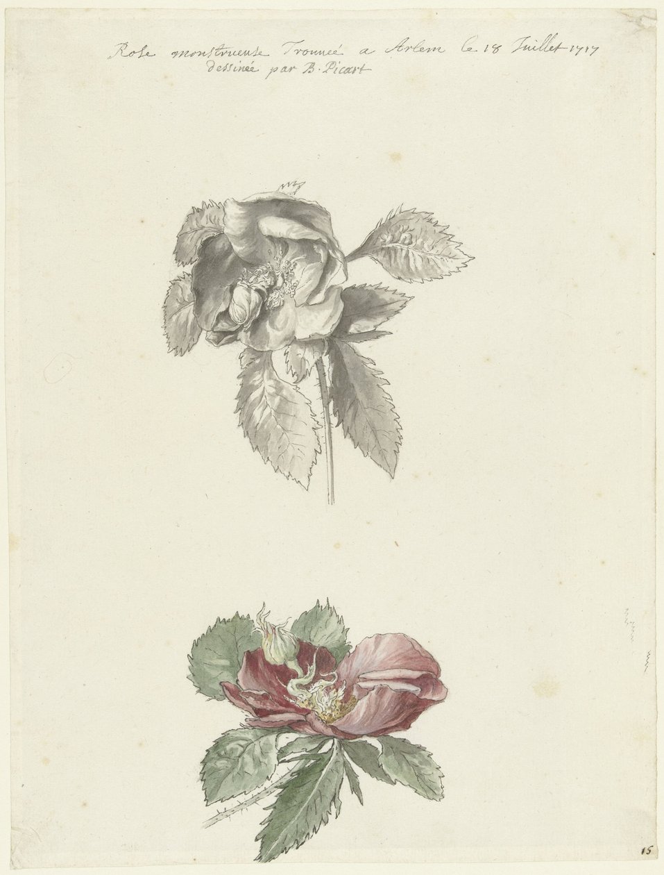 Studienblatt mit einer Rose von Bernard Picart