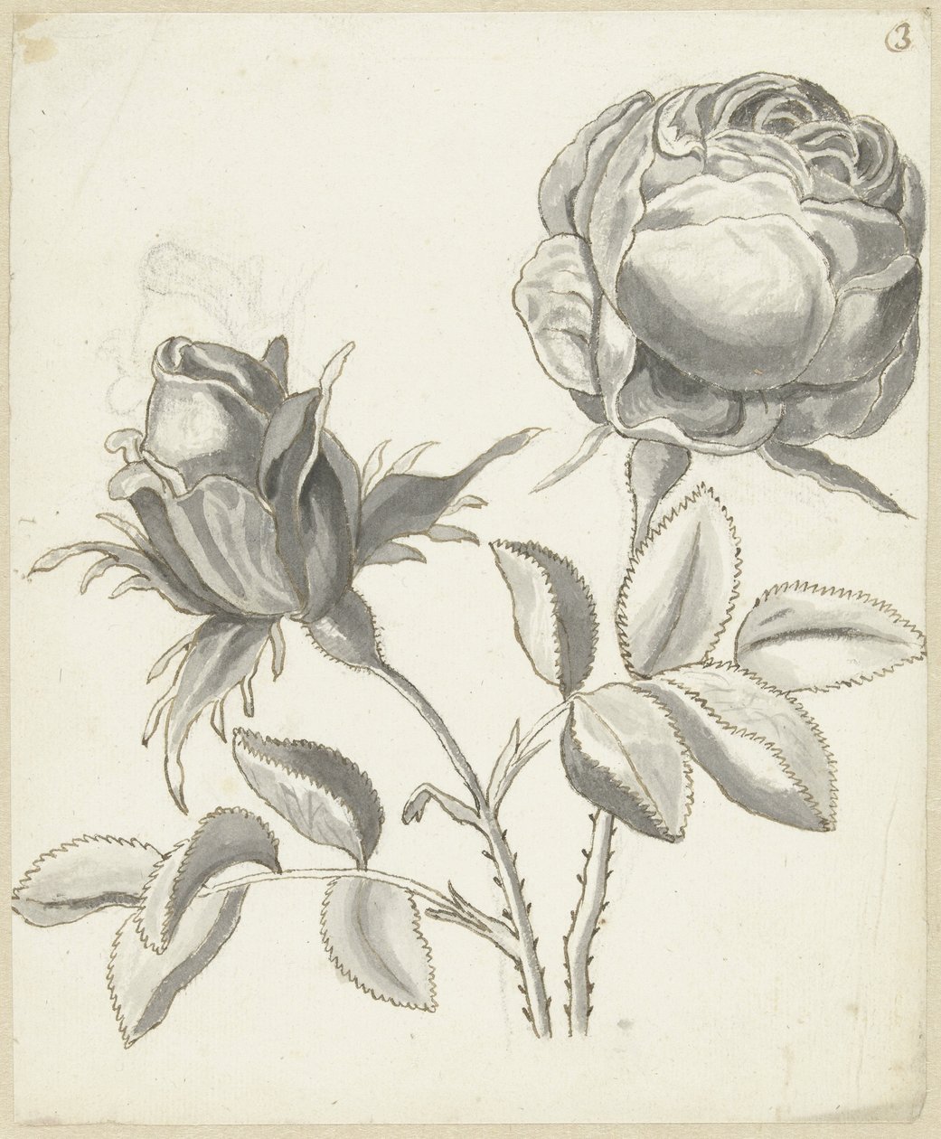 Zwei Rosen von Bernard Picart