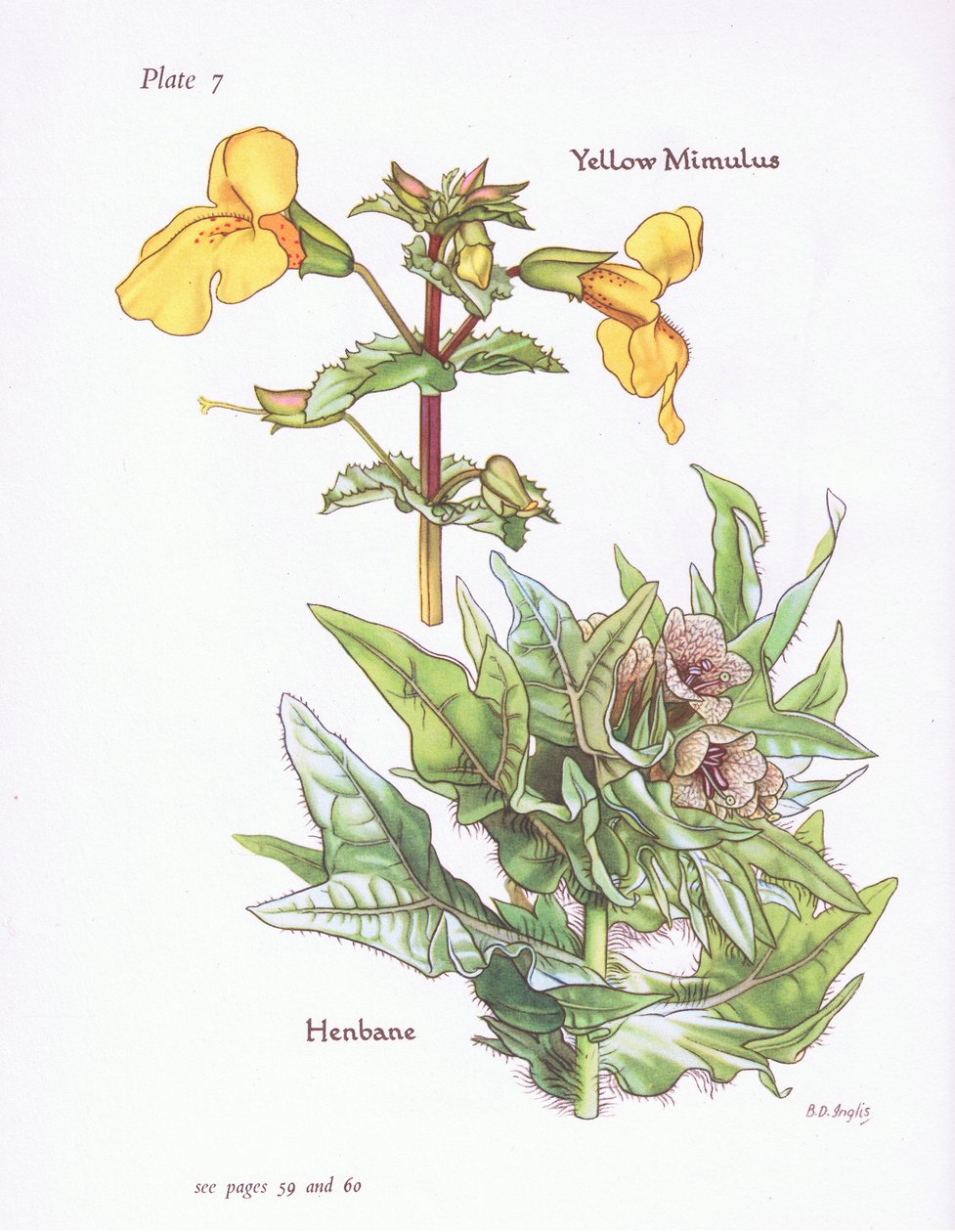 Gelber Gauklerblume, Bilsenkraut, 1951 von Bessie D. Inglis