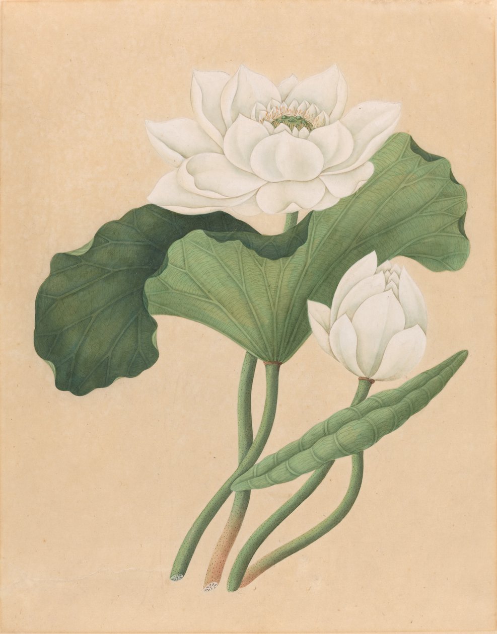 Indische Lotosblume (Nelumbo nucifera) von British 19th Century