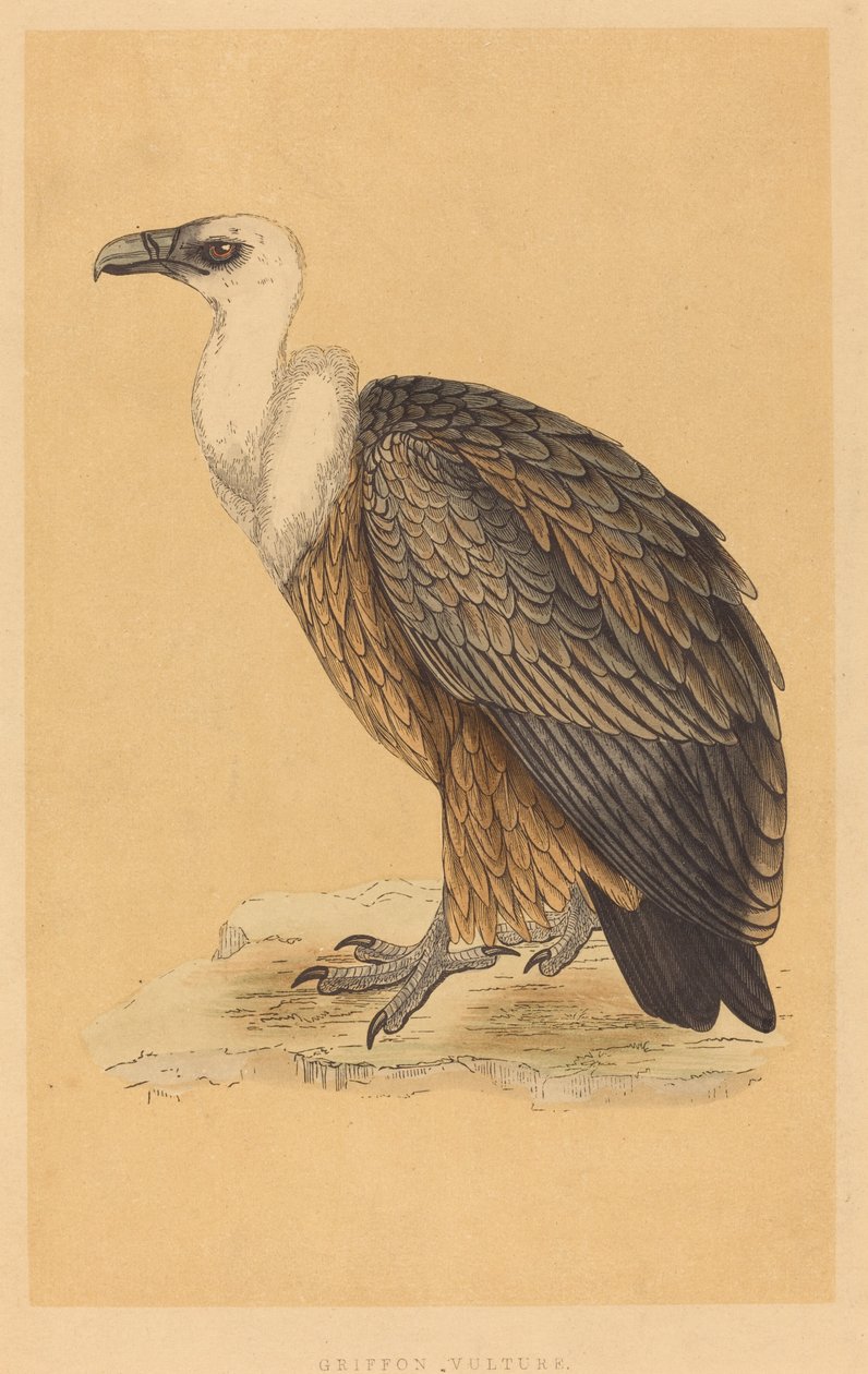 Gänsegeier von British 19th Century