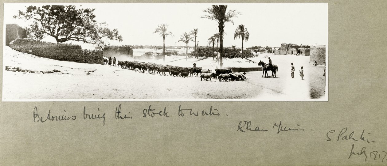Beduinen bringen ihr Vieh zum Wasser, Khan Yunis, Südpalästina, Juli 1917 von Capt. Arthur Rhodes