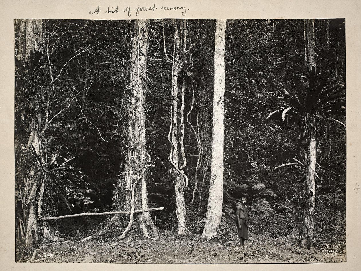 Lianen oder Kletterpflanzen, 1904 von Carl Vincenti