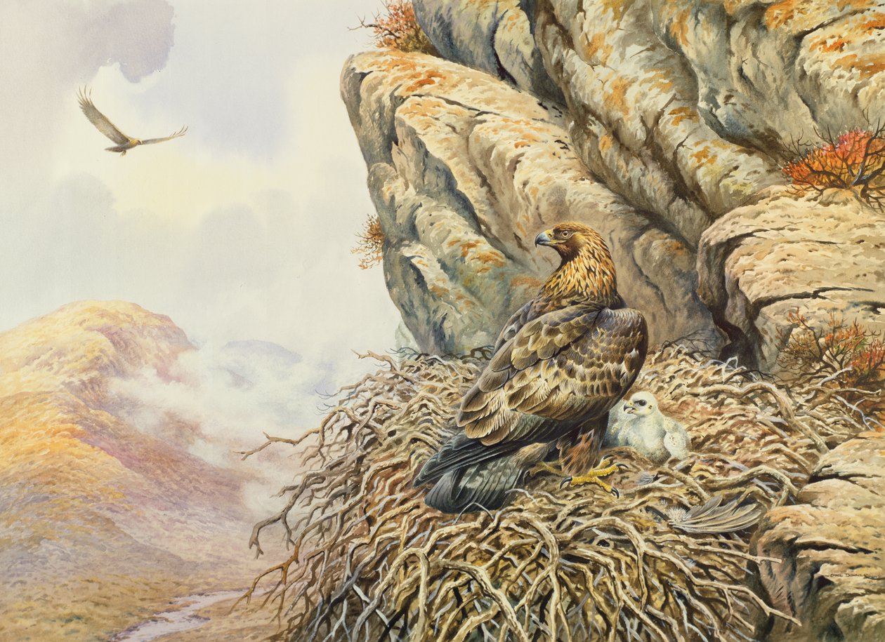 Steinadler am Horst von Carl Donner