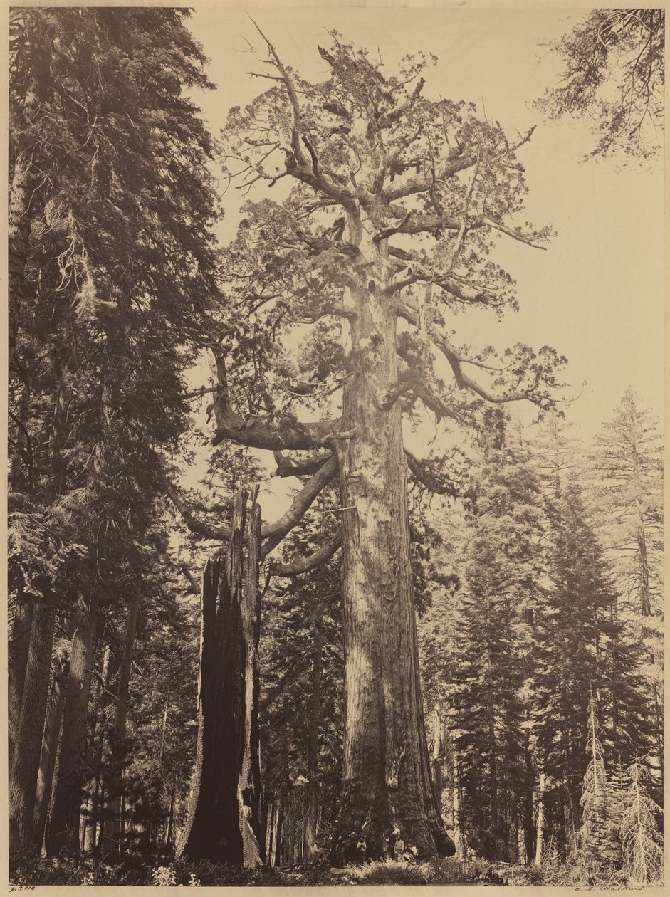 Grizzly Giant, Mariposa Grove von Carleton E. Watkins