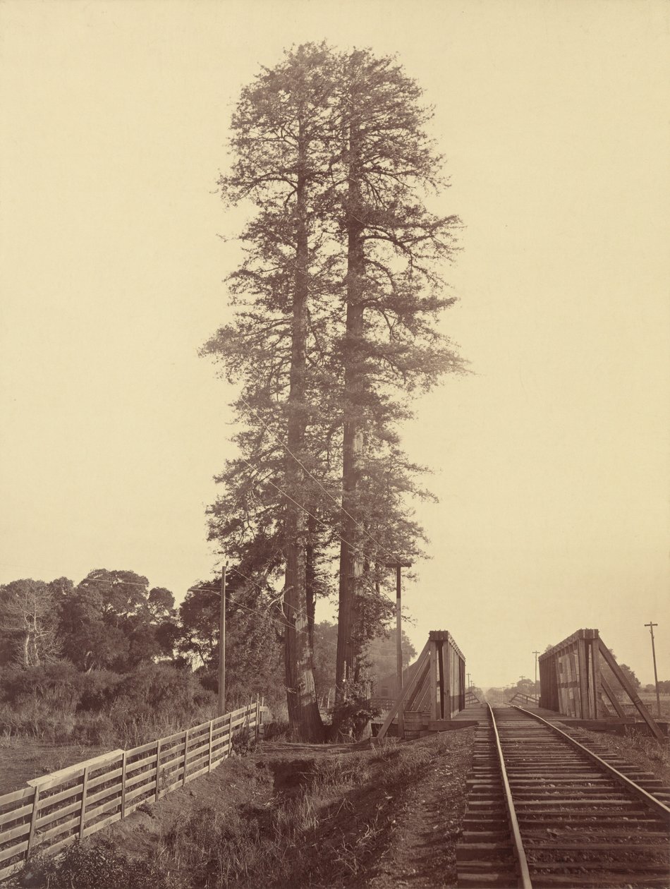 Zwillingsmammutbäume, Palo Alto, 1870 von Carleton Emmons Watkins