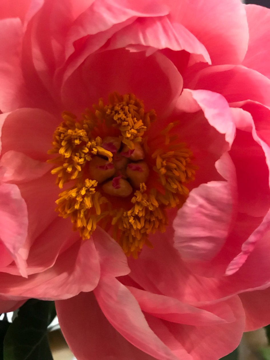 Komposition - Blumen, 2019 von Cécile Jamet