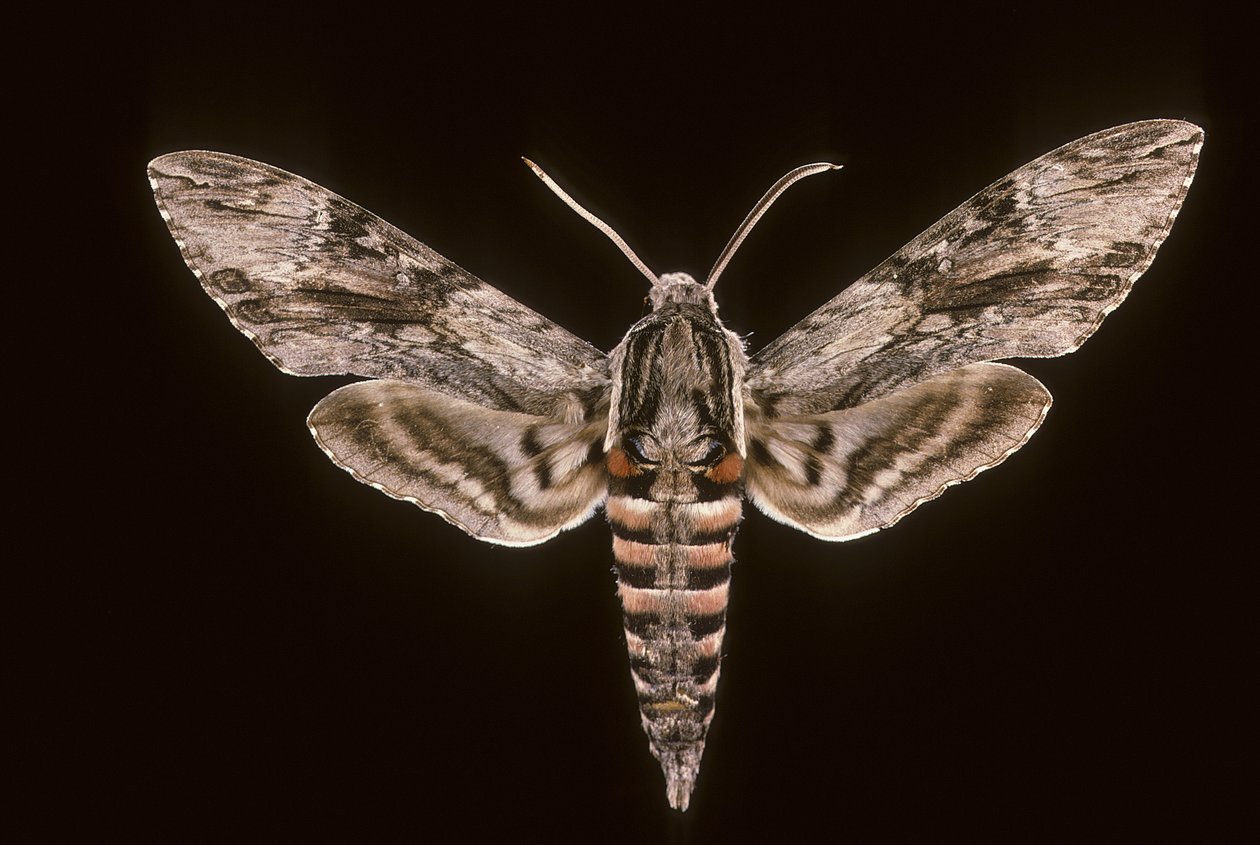 Agrius convolvuli von Augustus Kollner