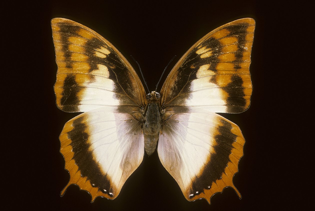 Azota protoclea charaxes von Augustus Kollner