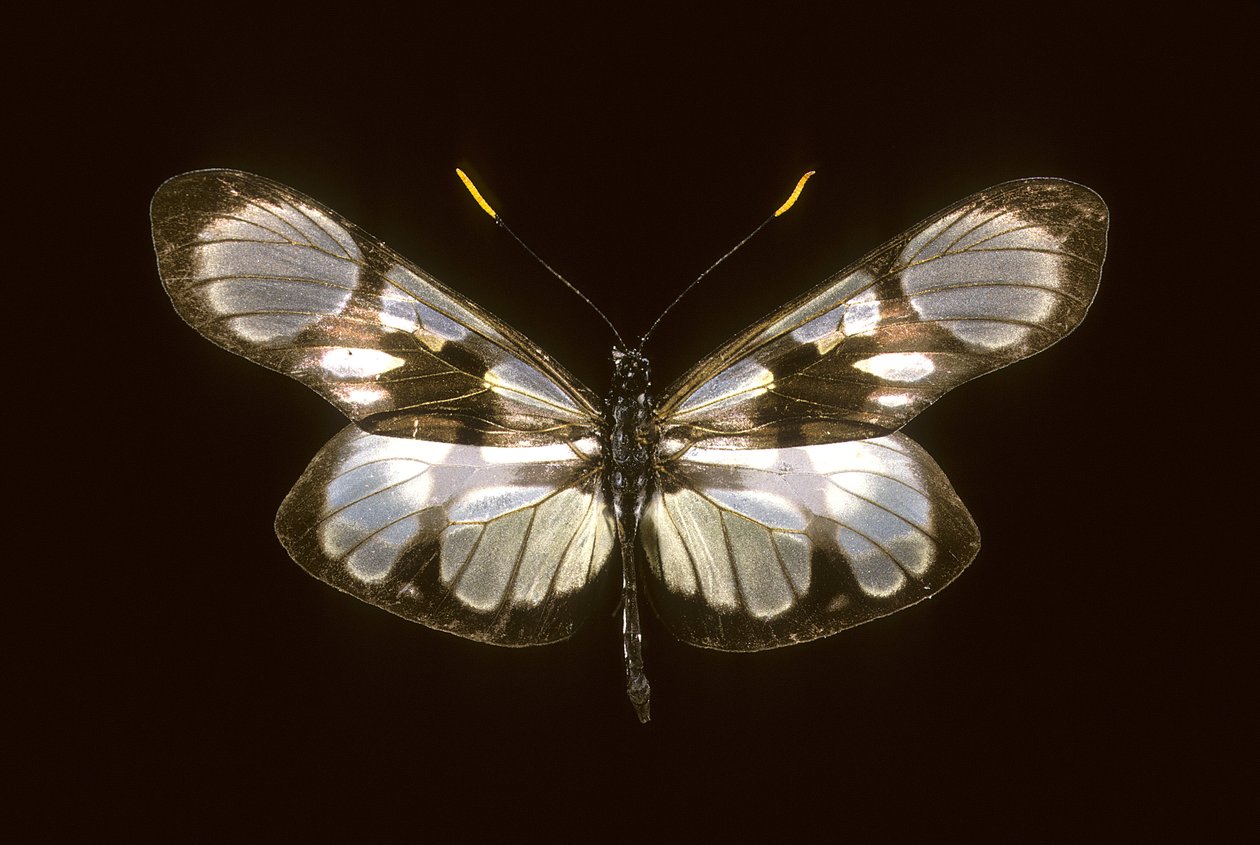 Dismorphia orise von Augustus Kollner