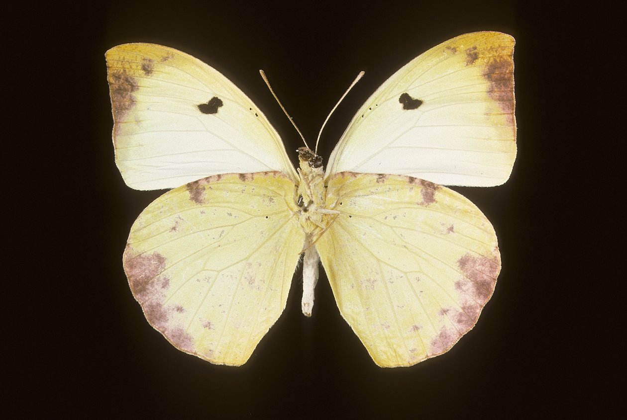 Gideona Lucasi von Augustus Kollner