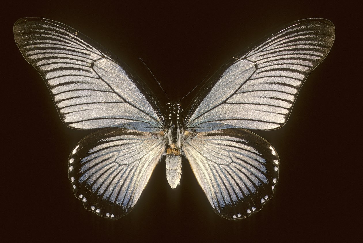 Papilio zalmoxis/Blaues Segelboot von Augustus Kollner