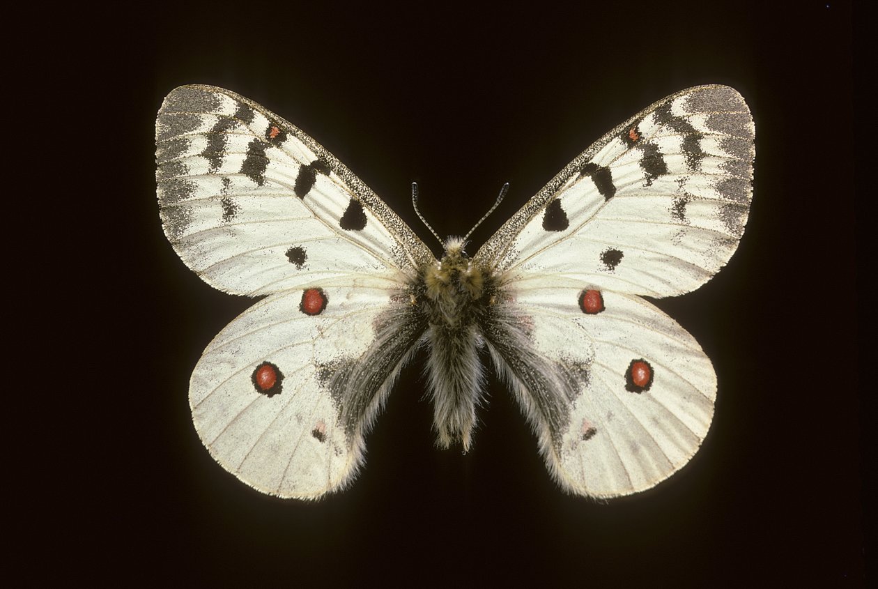 Parnassius phoebus/Kleiner Apollo von Augustus Kollner