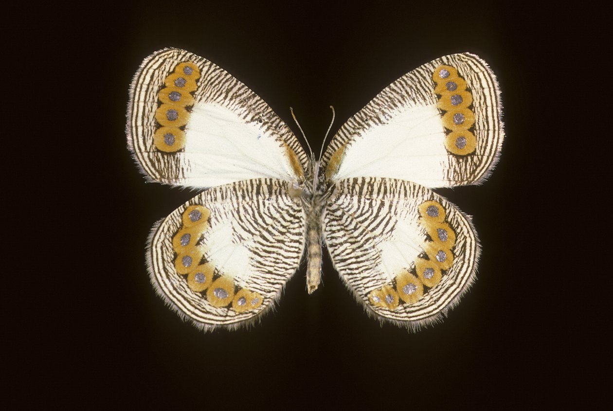 Physcaeneura leda von Augustus Kollner