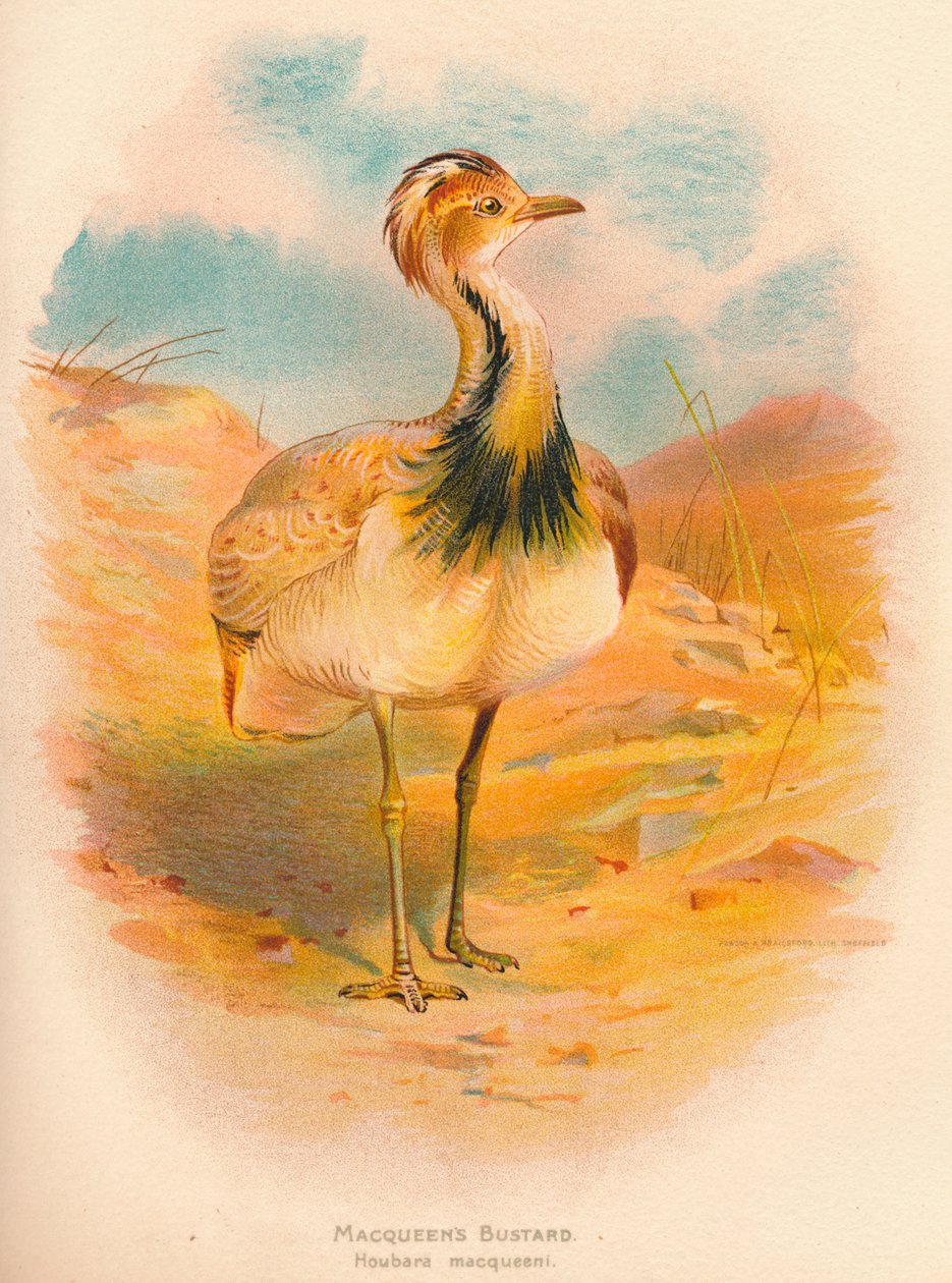 Macqueens Trappe Houbara macqueeni, 1900 von Charles Whymper