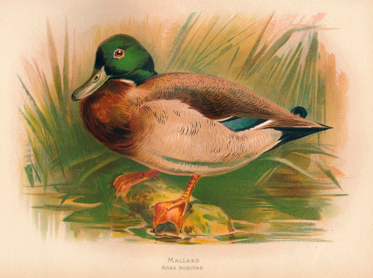 Stockente Anas boschas, 1900 von Charles Whymper