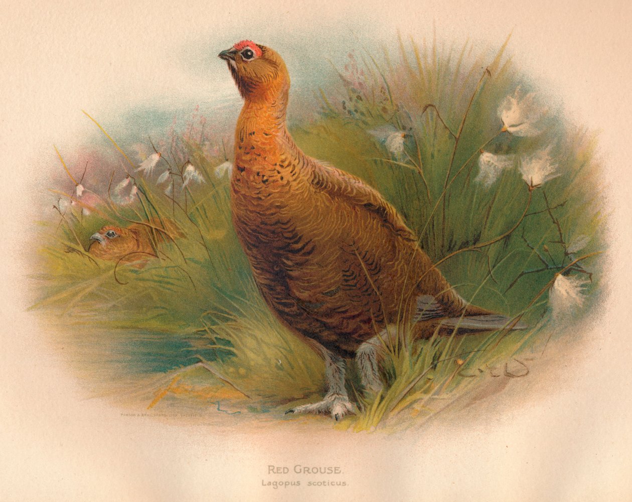 Moorschneehuhn Lagopus scoticus, 1900 von Charles Whymper