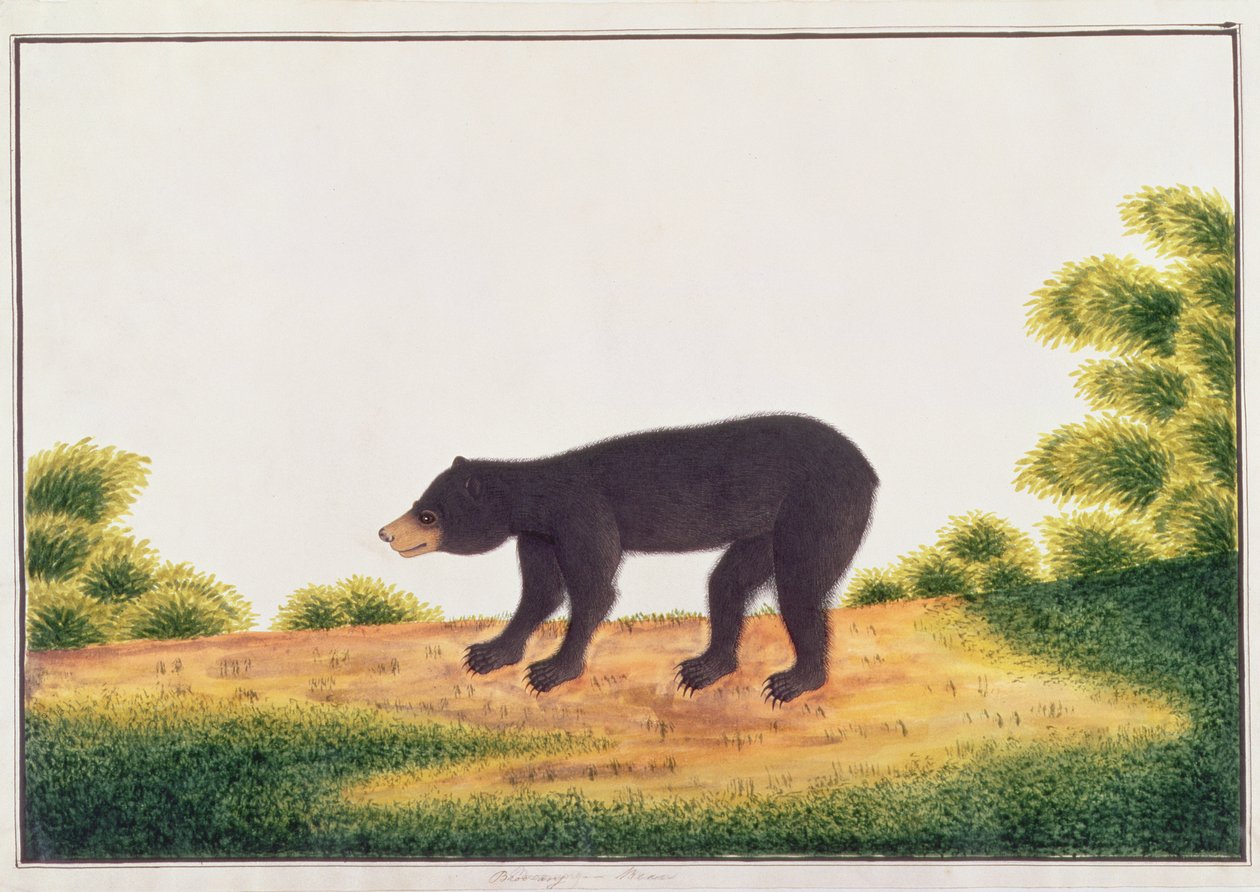 Bär, Broo-ang, aus Zeichnungen von Tieren, Insekten und Reptilien aus Malakka, ca. 1805-18 von Chinese School