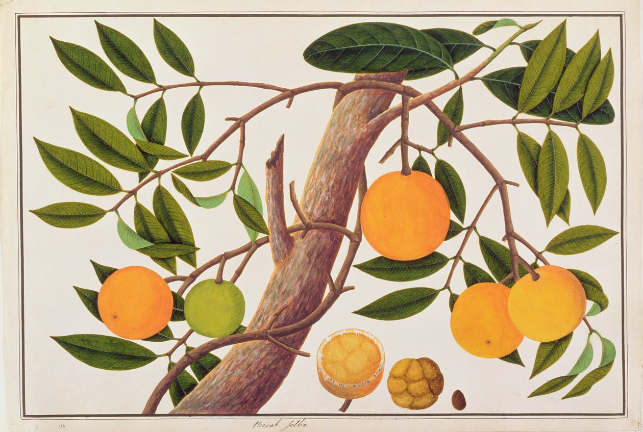 Booah Jebba, aus Zeichnungen von Pflanzen aus Malakka, ca. 1805-18 von Chinese School