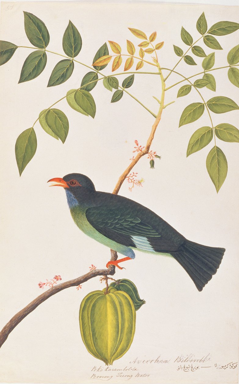 Dollarvogel, aus Zeichnungen von Vögeln aus Malakka, ca. 1805-18 von Chinese School