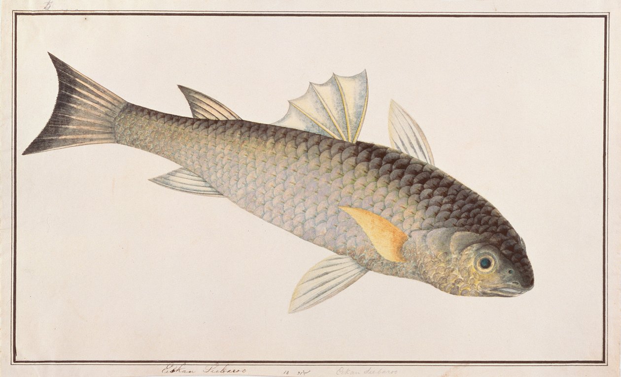 Graue Meeräsche, aus Zeichnungen von Fischen von Malakka, ca. 1805-18 von Chinese School