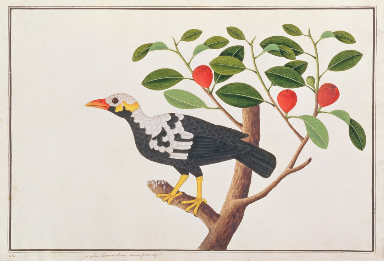 Bergmaina, aus Zeichnungen von Vögeln aus Malakka, ca. 1805-18 von Chinese School