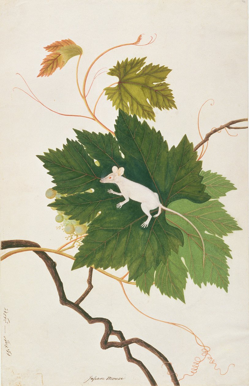 Hausmaus, aus Zeichnungen von Tieren, Insekten und Reptilien aus Malakka, ca. 1805-18 von Chinese School