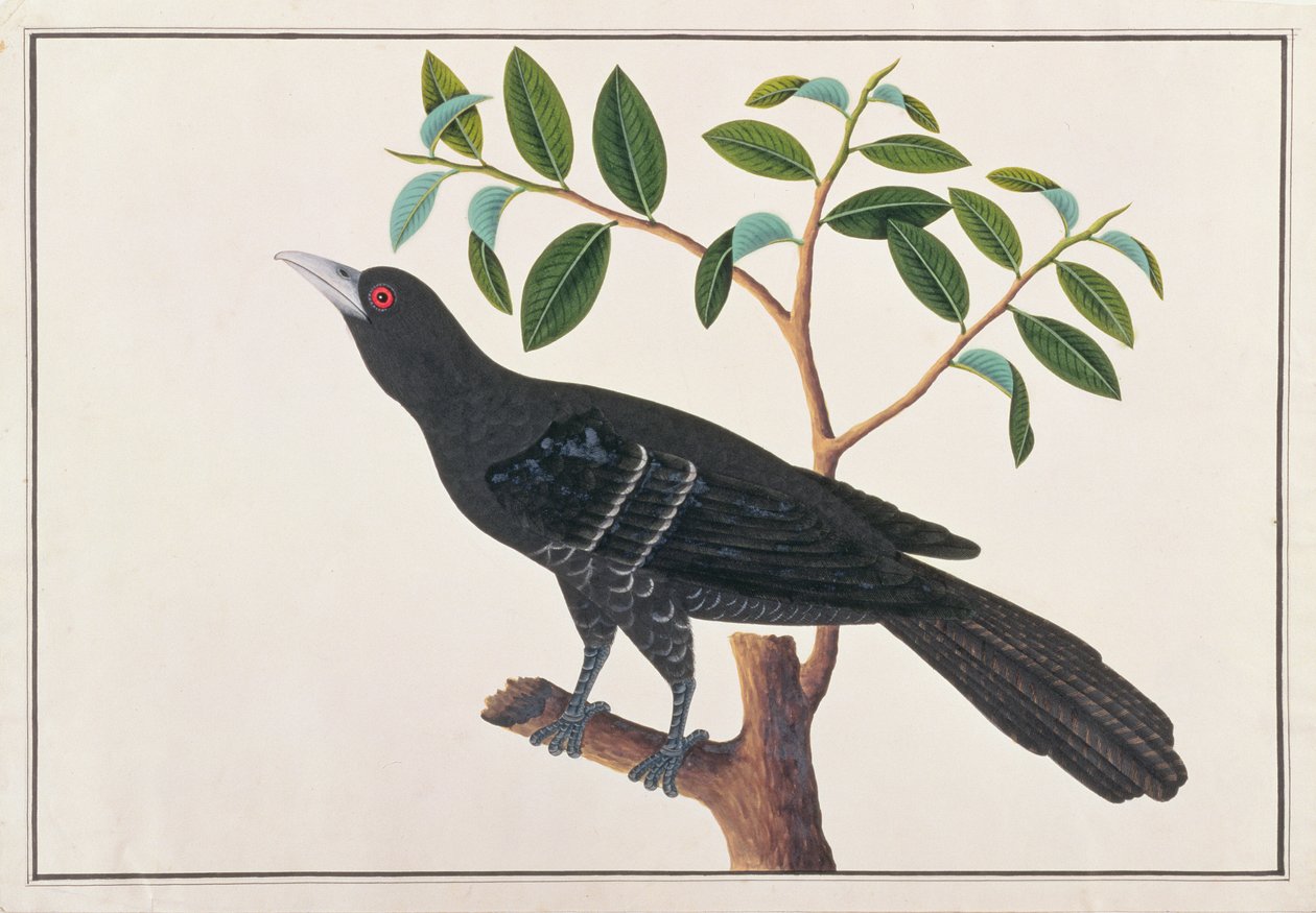Koel, aus Zeichnungen von Vögeln aus Malakka, ca. 1805-18 von Chinese School
