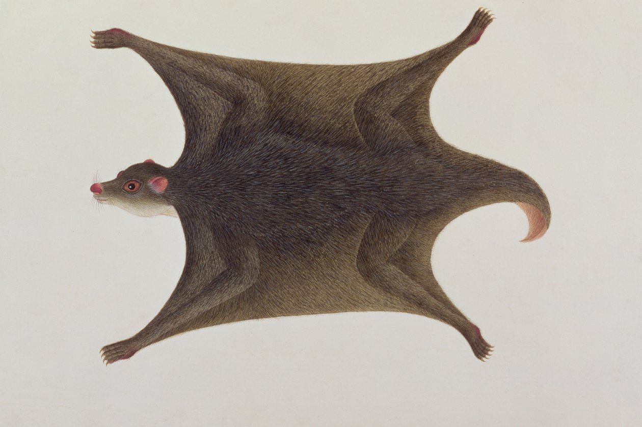 Koolong (Malay) Lemur, Macanee, aus Zeichnungen von Tieren, Insekten und Reptilien von Malakka, ca. 1805-18 von Chinese School