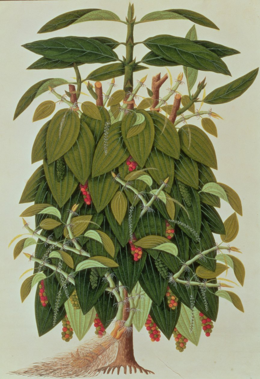 Lava Etam oder Schwarzer Pfeffer, aus Zeichnungen von Pflanzen aus Malakka, ca. 1805-18 von Chinese School