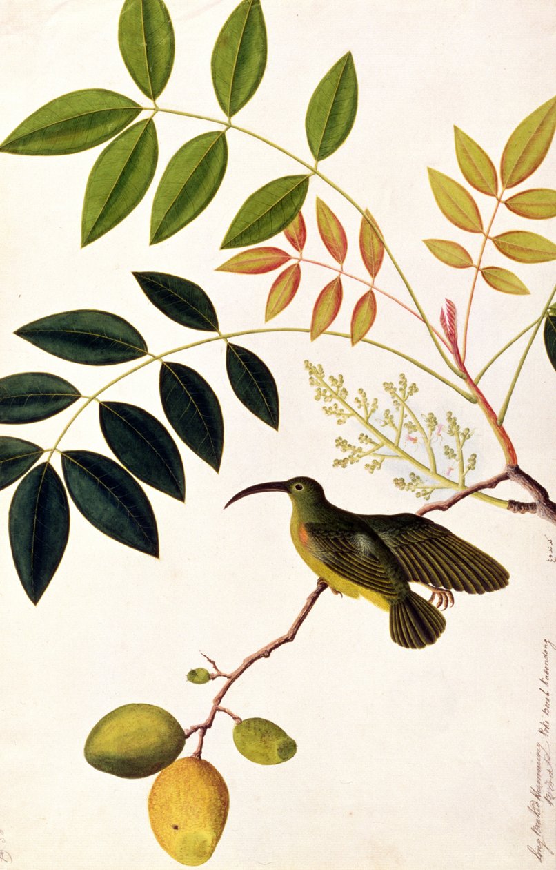 Langschnabel-Kolibri, Poko Booah Kadonong, aus Zeichnungen von Vögeln aus Malakka, ca. 1805-18 von Chinese School