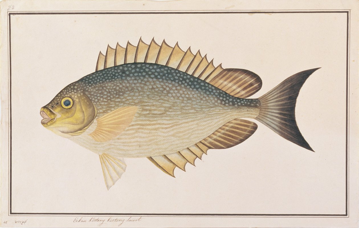 Kaninfisch, aus Zeichnungen von Fischen von Malakka, ca. 1805-18 von Chinese School