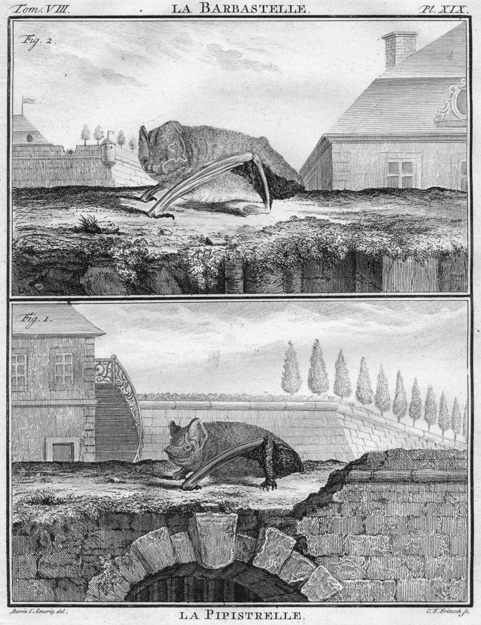 La Barbastelle & La Pipistrelle, ca. 1763 von Christian Friedrich Fritzsch