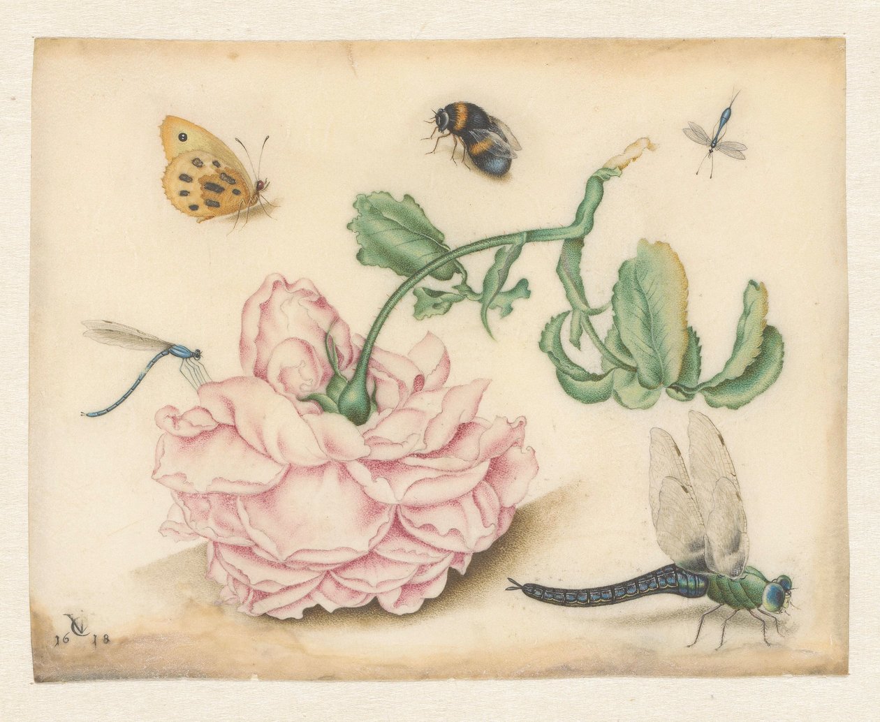Eine Rose und fünf Insekten von Christoffel van den Berghe