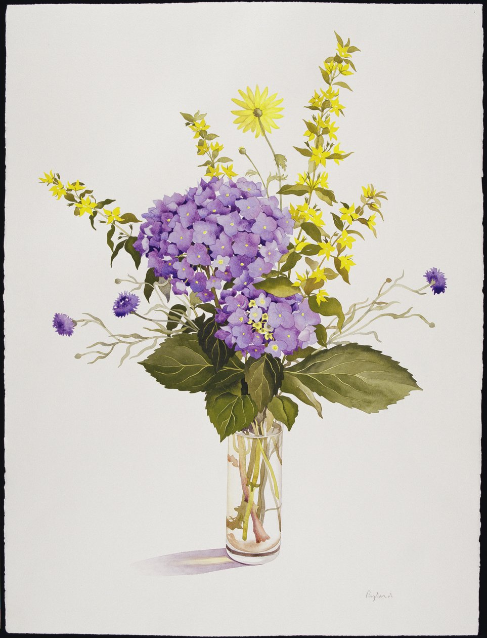 Blaue Hortensie mit gelbem Gilbweiderich von Christopher Ryland