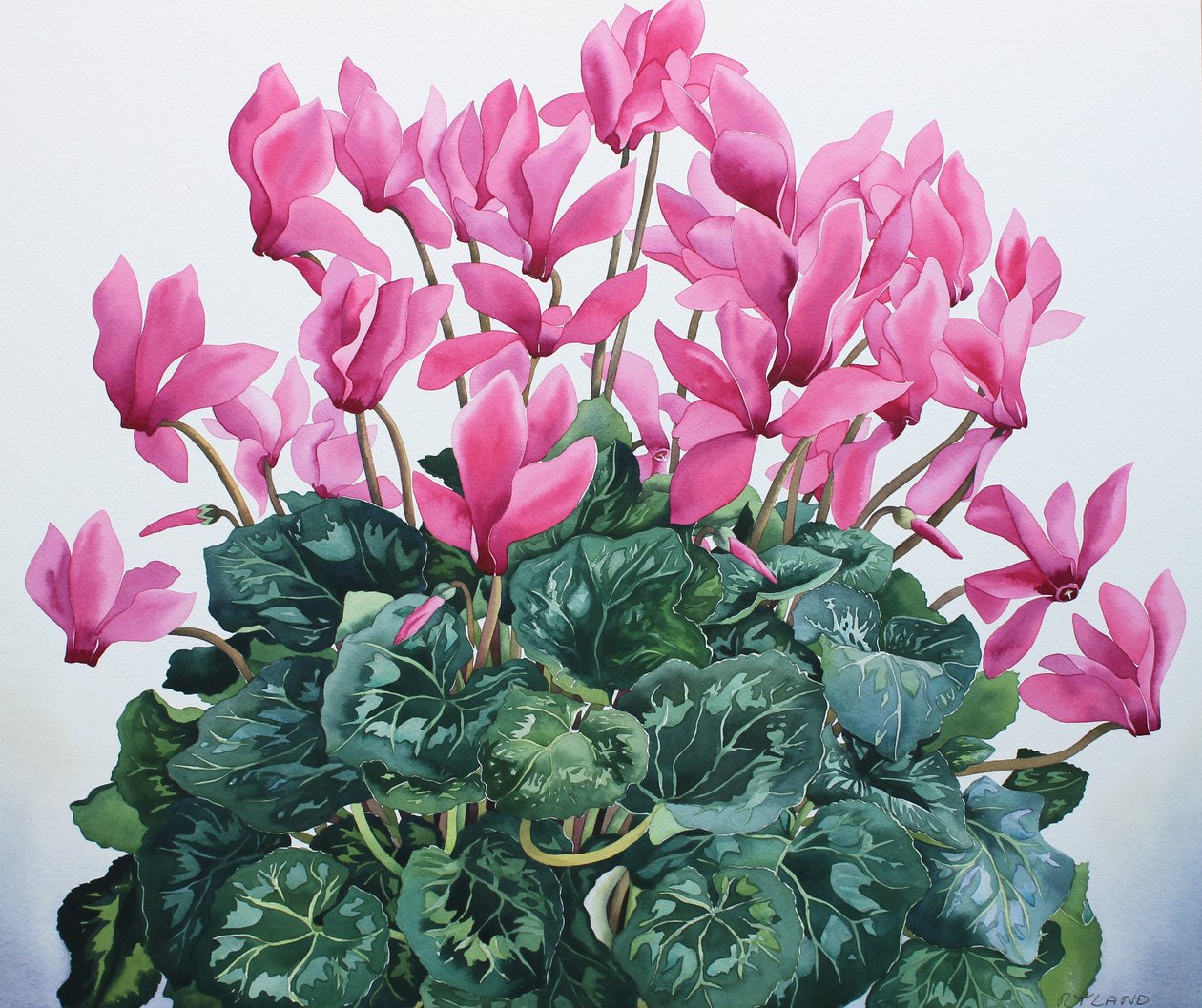 Cyclamen Porträt von Christopher Ryland