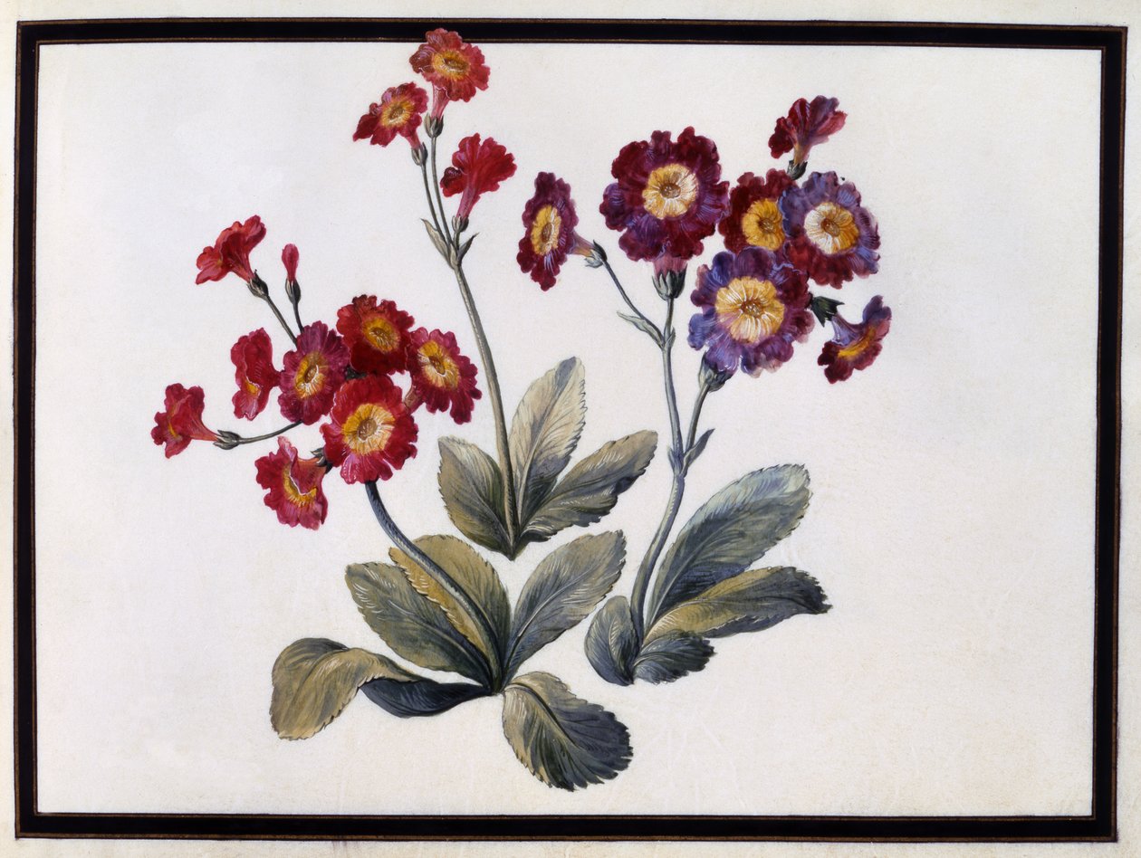 Aurikel, ca. 1690 von Claude Aubriet