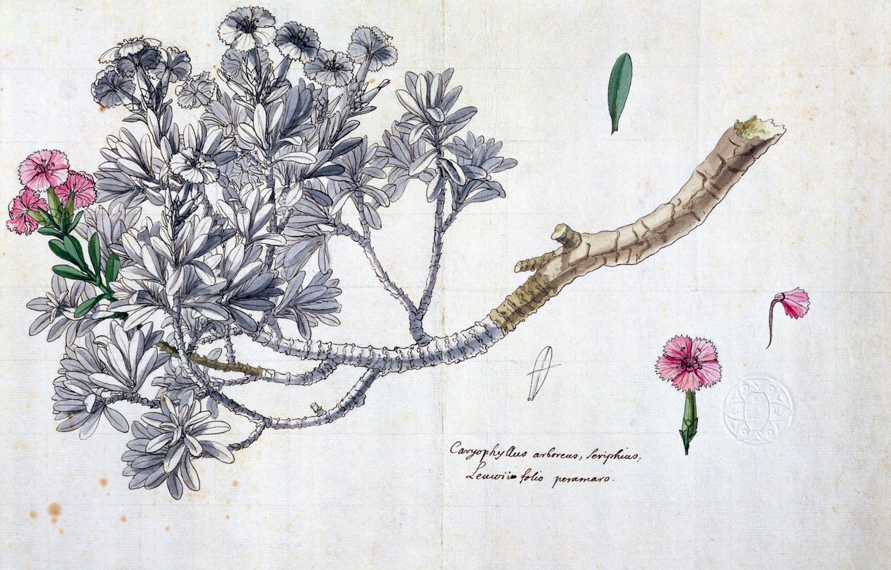 Caryophyllus Arboreus und Seriphius, aus einem Werk von Joseph Pitton de Tournefort (1656-1708) von Claude Aubriet