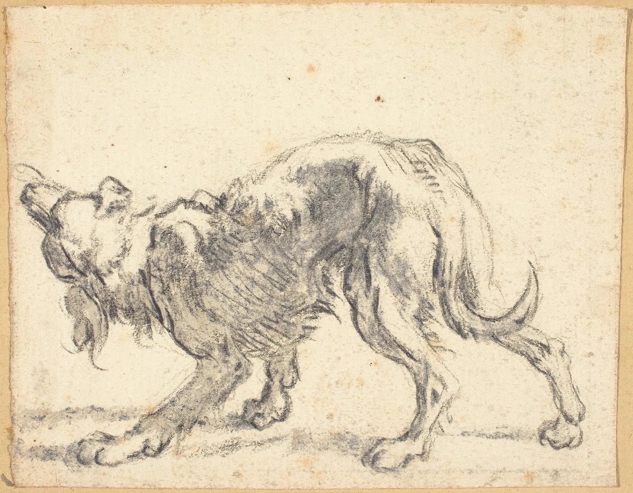 Ein Hund von Cornelis Saftleven
