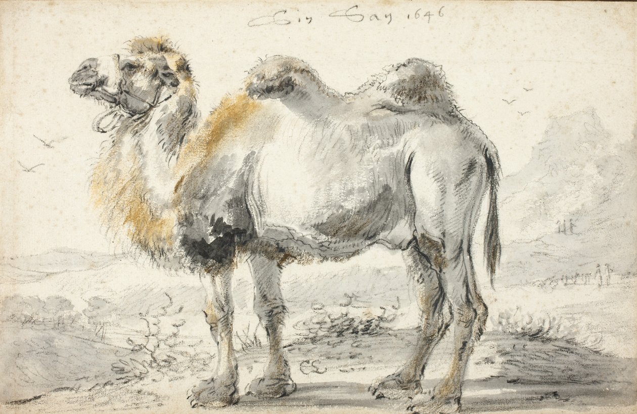 Ein Kamel von Cornelis Saftleven