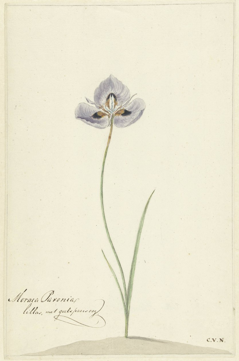 Iris von Cornelis van Noorde
