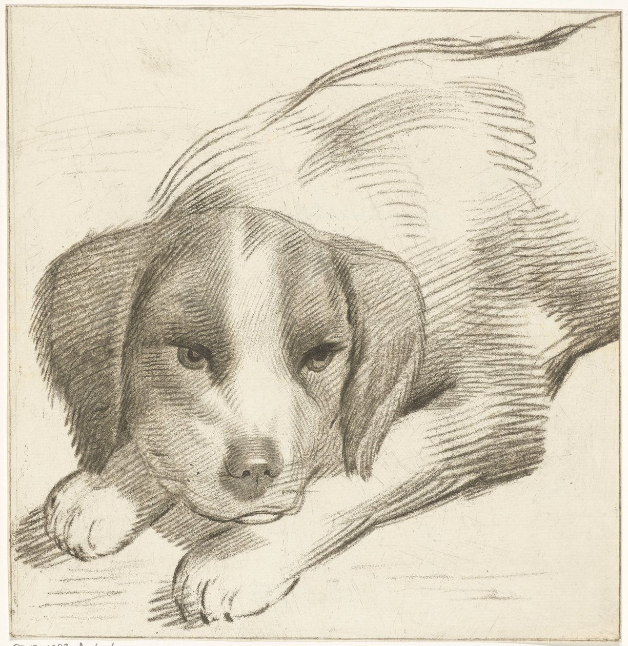 Liegender Hund von Cornelis van Noorde
